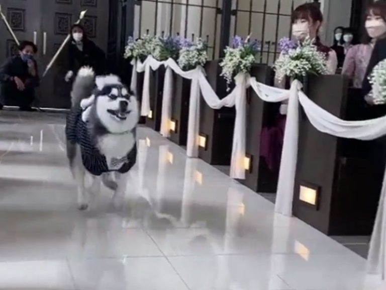 Husky’s steals wedding show with warp speed ring bearing dash