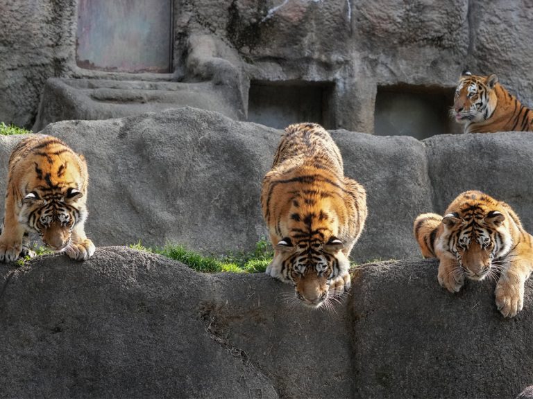Tigers at Japanese zoo warm hearts with manga-like hijinks