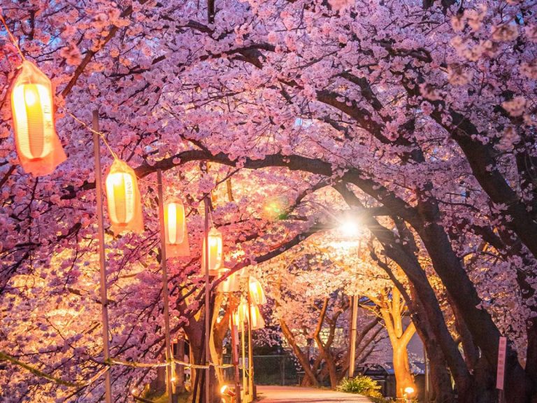 Gorgeous lantern-lit sakura path beckons netizens to another world