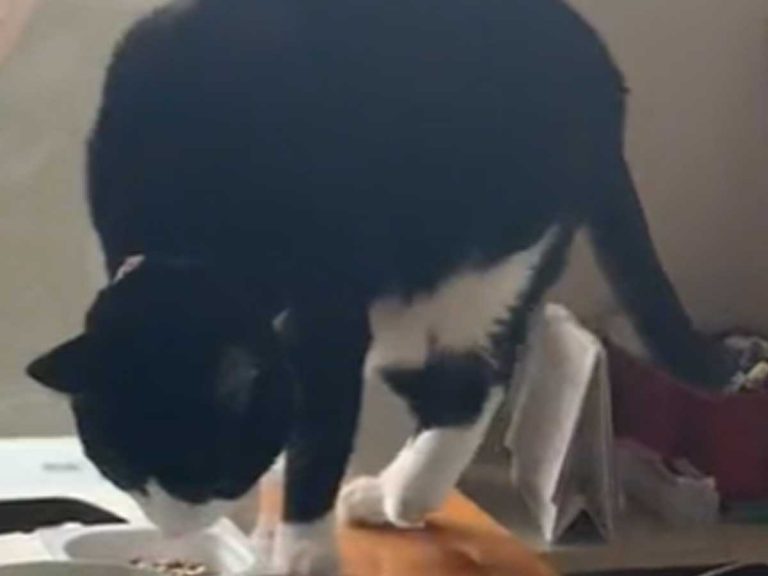 Japanese cat confuses a dish of natto with its litter box