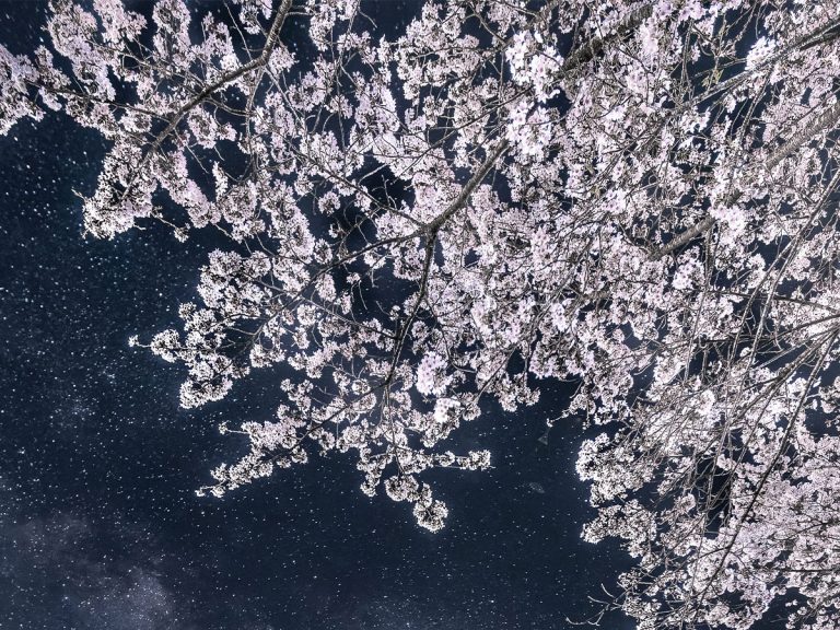 In “most beautiful” nighttime sakura photo, cherry blossoms aren’t the real star