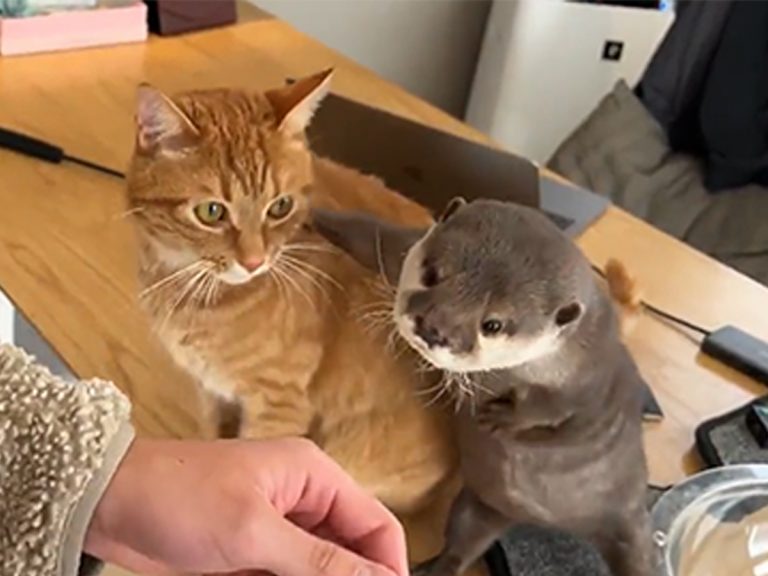 Cat and otter duo have a special way of greeting guests
