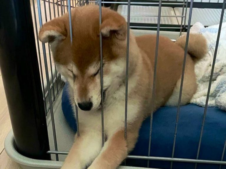 Shiba inu puppy’s plan to force owner into staying at home with her is both adorable and genius