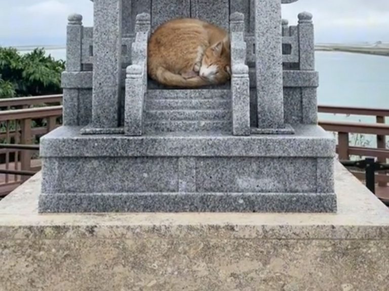 Tiny Japanese island gets an impromptu cat “deity”