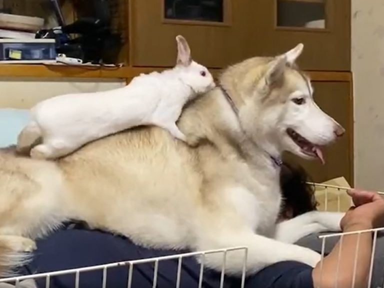 Husky and rabbit plot to suffocate their human … with love