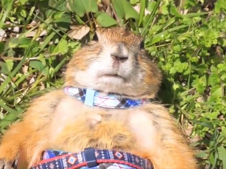 Boss prairie dog adorably lets human know when walks start and stop