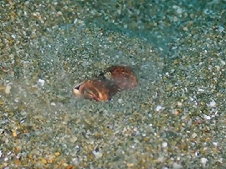 3 centimeters of cute:  Tiny squid gets adorably frustrated when filmed for too long