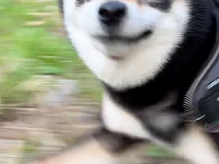 Shiba inu’s incredibly smug face is a laughing hazard during walks