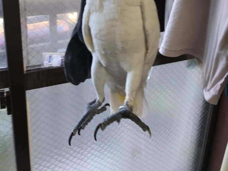 Cockatoo’s love of laundry creates quite the startling sight