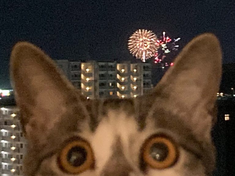 Japanese fireworks are beautiful but needy cat doesn’t care