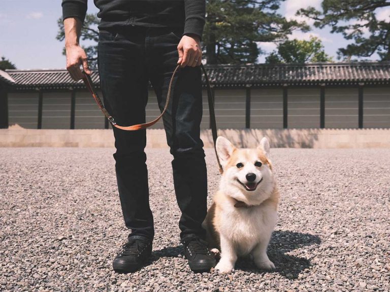 Foreigner’s comment to Japanese man walking his dog goes viral on Twitter