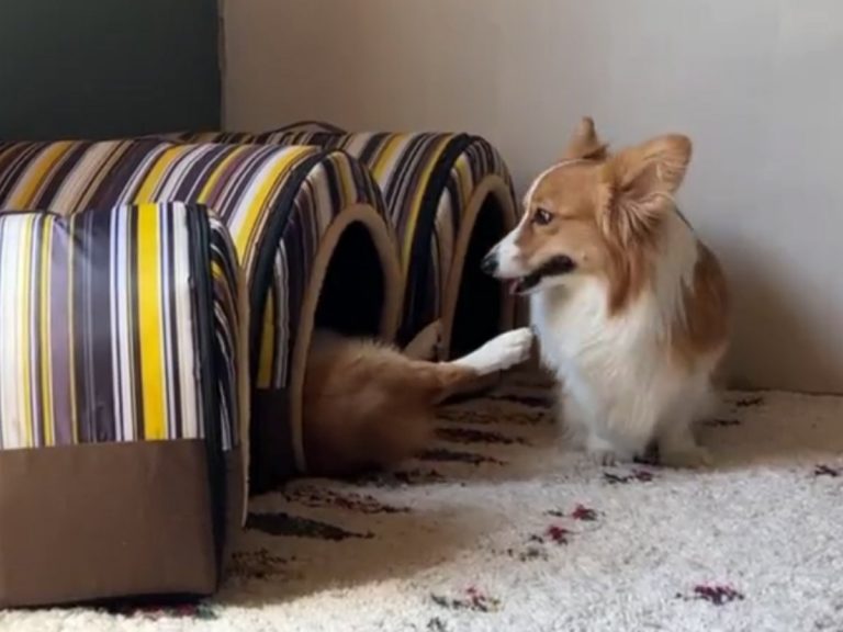 “That’s what you’re so worked up about?” Corgi’s on-and-off switch is a laugh riot