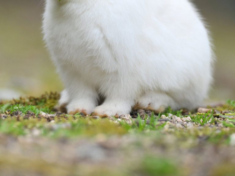 Rabbits are said to be “expressionless” and yet… Surprising photo captures a miraculous moment