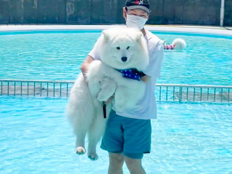 Water-shy Samoyed’s adorable ‘before’ and ‘after’ shots at the pool win hearts on Twitter