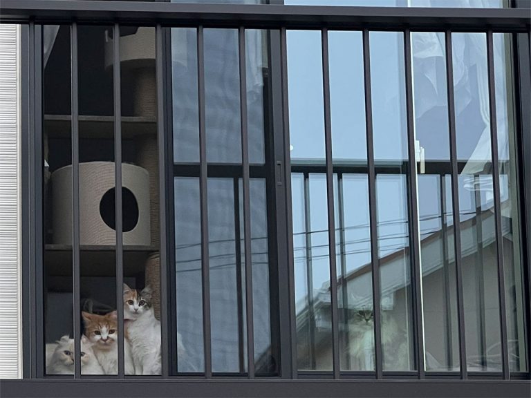 What greets a cat owner who turns around just as they leave for work?