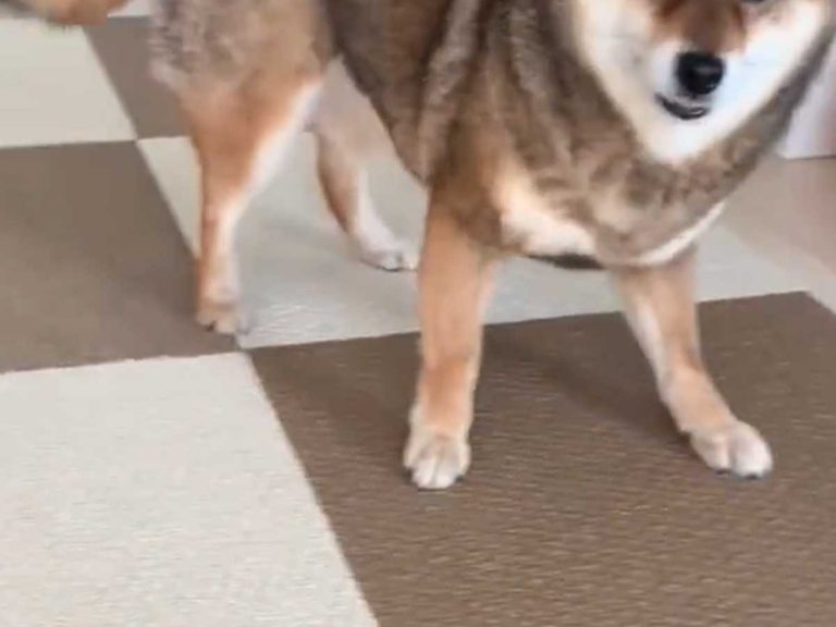 “This is way too cute”  When you try to pet this shiba inu…