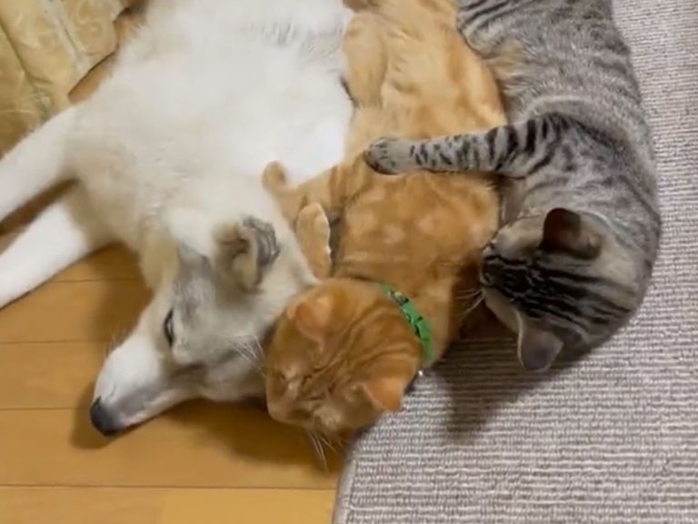 “I laughed at the smothering love”; Three pets lie down together, but the cat tries to escape…
