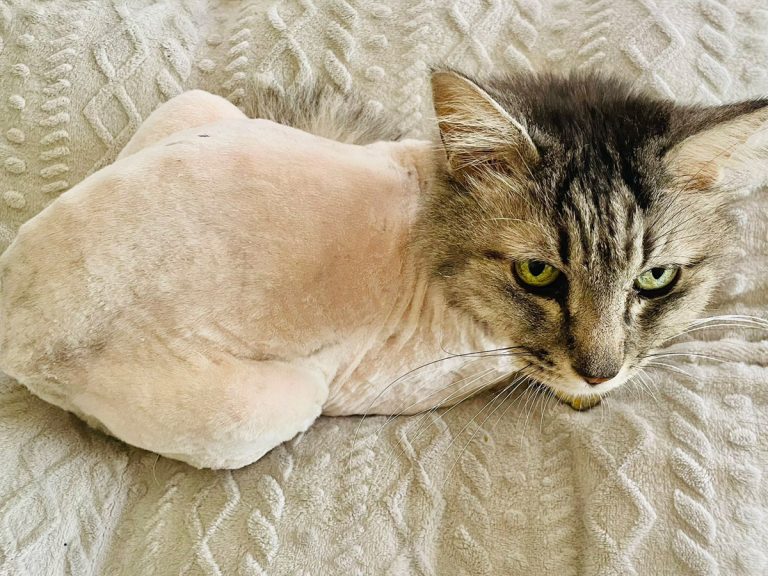 “It looks like a cat born from a chicken!”  Cat’s new look has people doing doubletakes