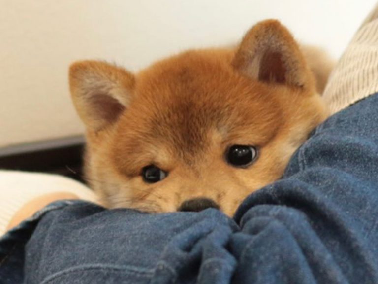 Shiba inu puppy’s way of greeting guests is too adorable and we wish we could visit too