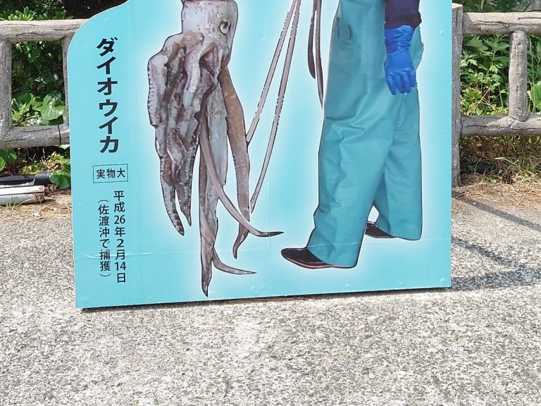 Japanese aquarium’s stick-your-face-here board’s meaning has Twitter puzzled