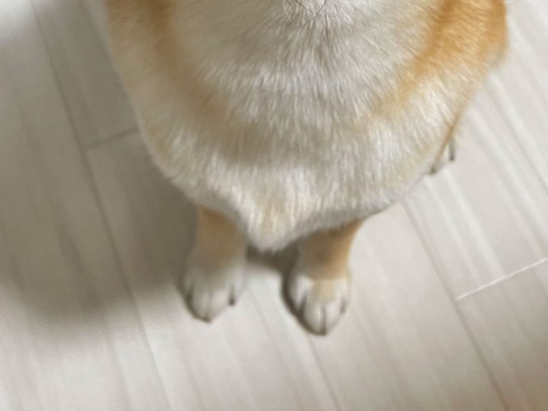 Shiba inu’s “unfair” begging expression is certain to make you give in