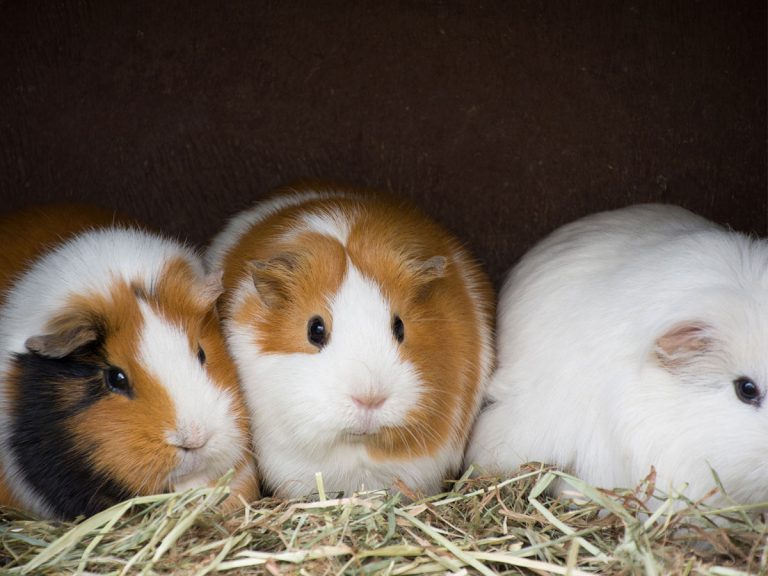 Summertime present to guinea pigs at Japanese zoo will warm your heart and keep you feeling cool