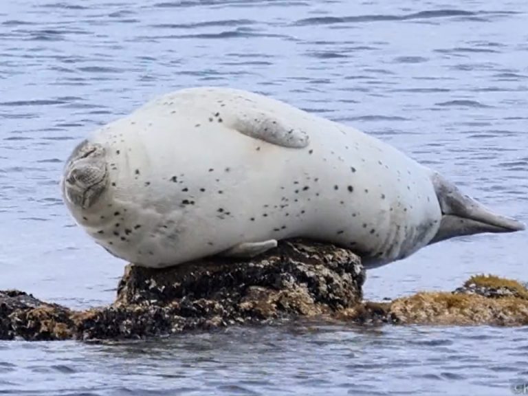 Bouncy chonk seal has Twitter spellbound by resting on way-too-small perch