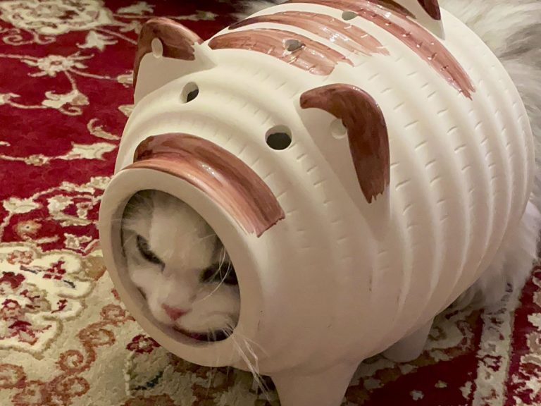 Japanese cat equips with “samurai pig” armor, levels up defense and kawaii stats