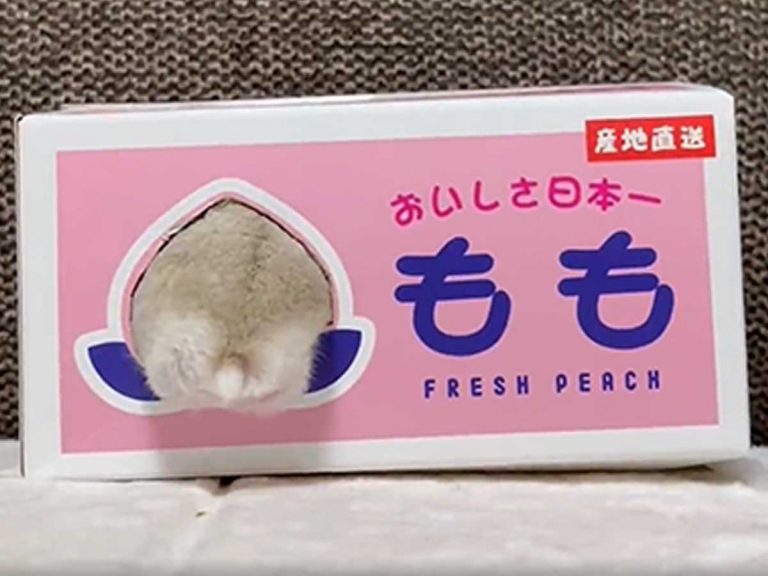 Hamster transforms into Japan’s cutest peach