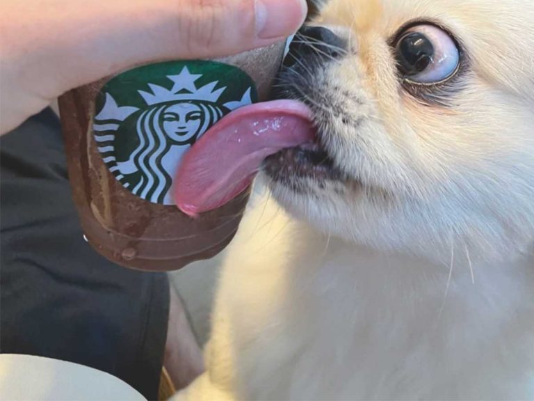 Pekinese is obsessed with Starbucks Frappuccinos even though he’s never tried one