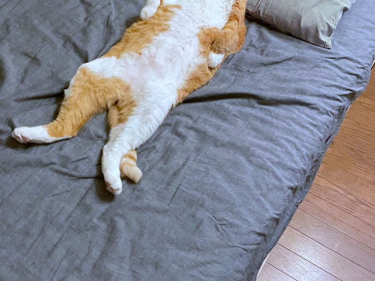 Cat’s old man sleeping pose has Twitter delighted