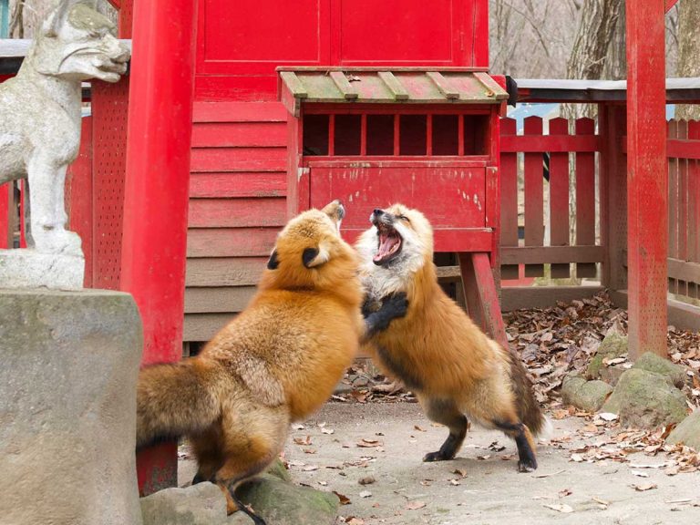 Fox “sumo bout” in fox shrine is like a Japanese fairytale come to life