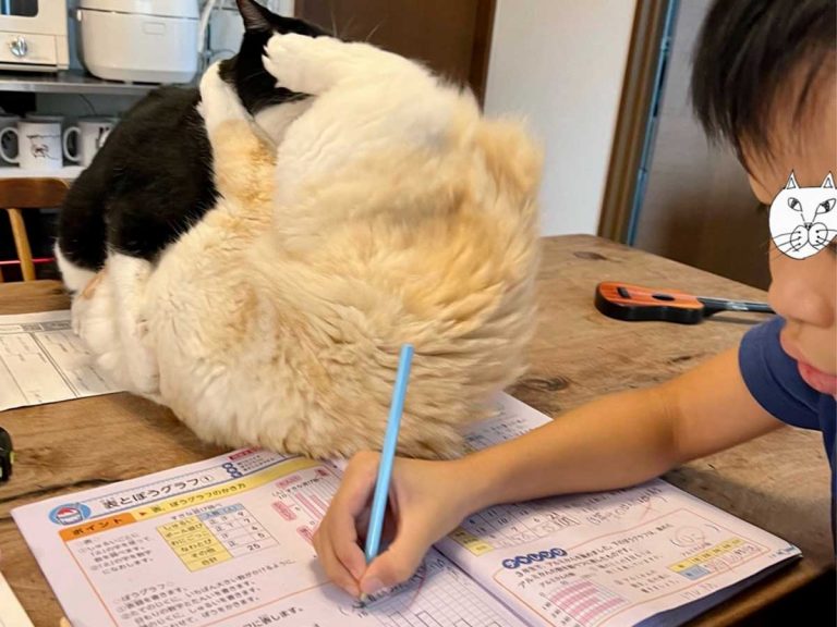 Child has too pure idea to stop epic cat battles from disrupting his homework