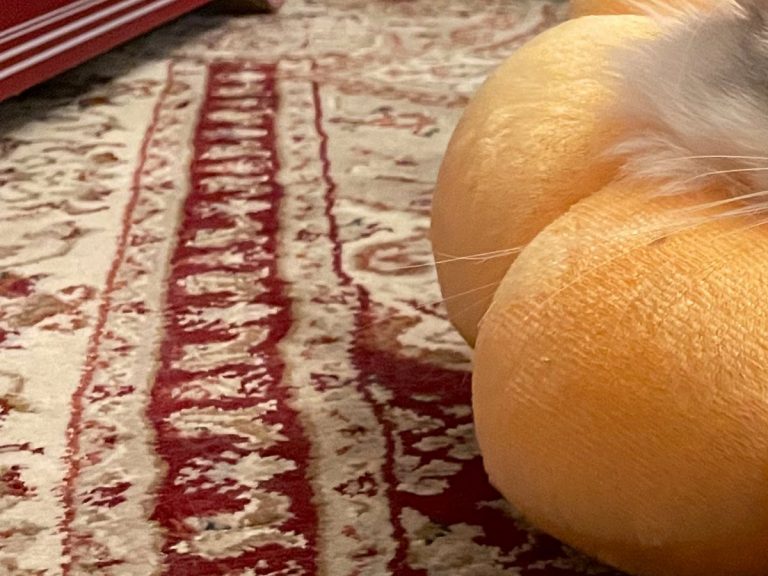 Japanese cat looks like he’s resting on balls or turned into a donut