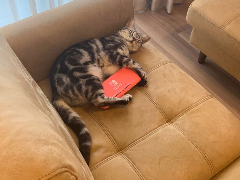 Cat in Japan looks like “he fell asleep playing Switch”