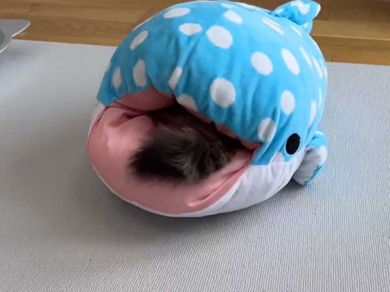 Cat in Japan is obsessed with being swallowed by a whale shark plushie