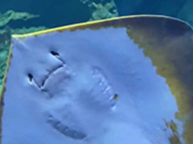 Stingray in Japanese aquarium adorably “runs out of batteries” in viral video