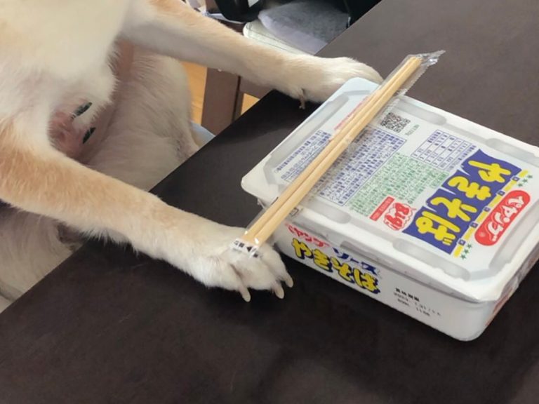 Shiba inu’s ritual meditation as instant noodles cook has dog lovers in tears