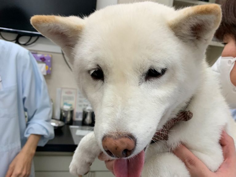 Shiba inu’s confused reaction to vet trip is just too cute