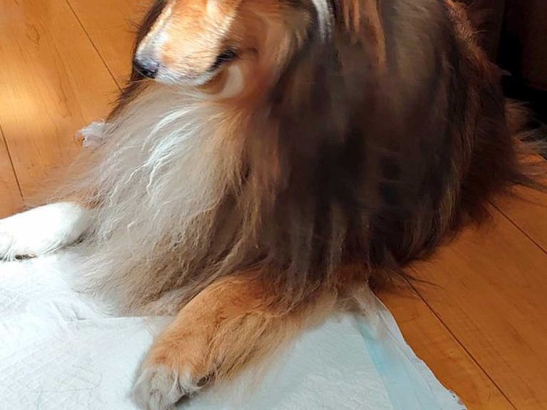 Shetland Sheepdog’s epic bedhead to end all bedhead has dog lovers in stitches