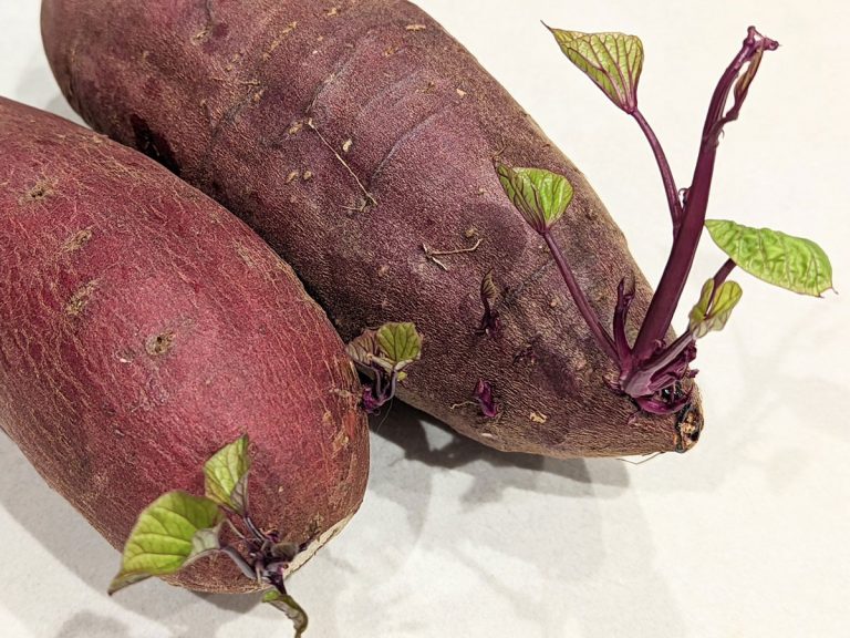 Can you eat a sprouted sweet potato? Japanese produce specialist shares pro tips