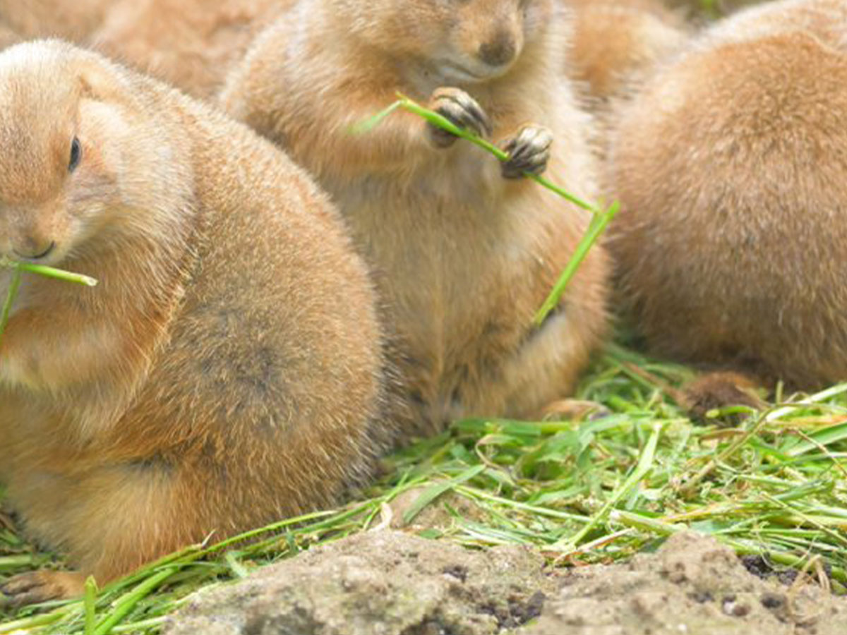 Prairie dogs capture net's heart with too cute winter coats – grape Japan