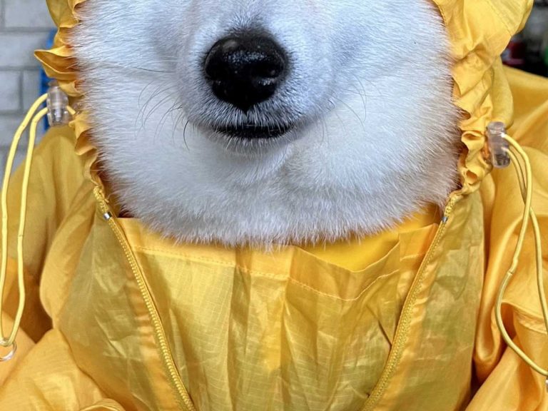 Shiba inu’s human rain coat turns her into canine royalty