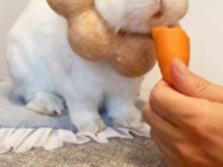 Bunny goes viral with adorable “lion cosplay” thanks to mochi donut mane