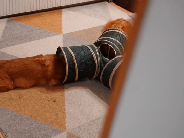 Two Dachshunds and a cat reenact the end of The Good, The Bad, and The Ugly in adorable showdown