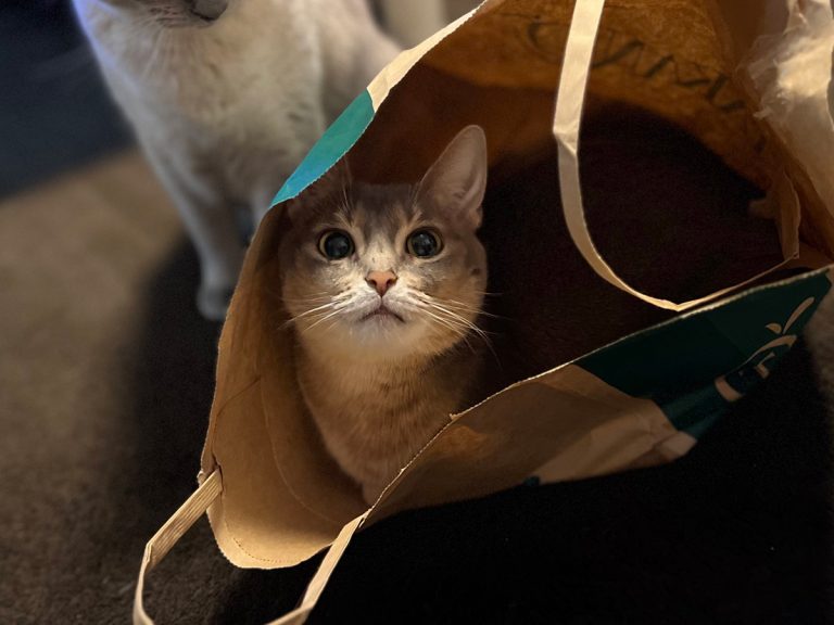 Unsuspecting cat in bag has no idea she’s in a feline horror movie
