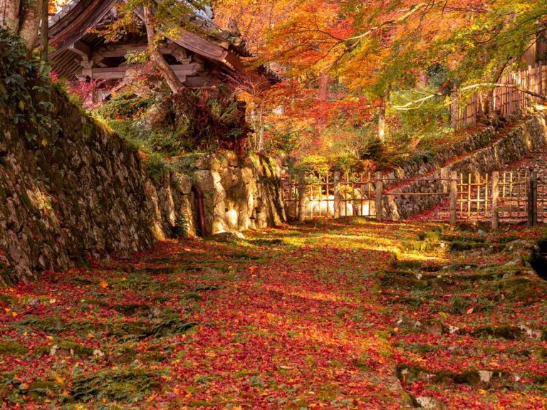 Photographer stumbles upon the ultimate “path of fall” outside Japanese temple