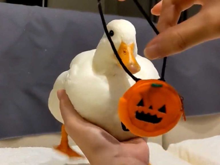 Duck in Japan adorably protests Halloween season
