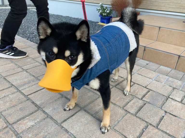 Shiba inu can’t stop eating during walks, so she turns into a duck