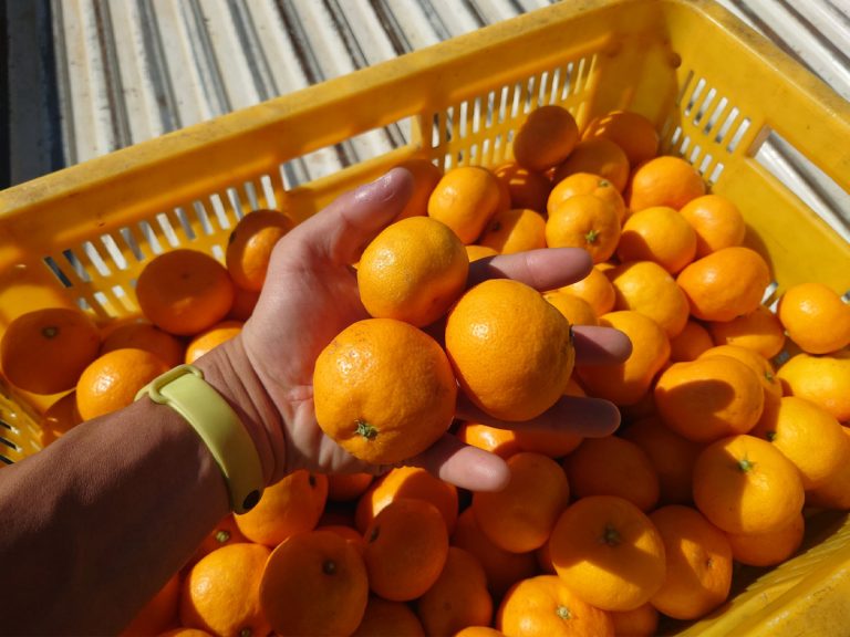 Mandarin orange farmer in Japan shocked by would-be freeloader’s request